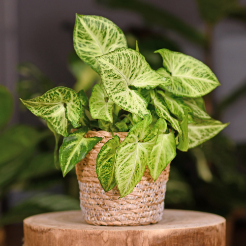 Syngonium Pixie White Plant (Syngonium podophyllum 'Pixie')