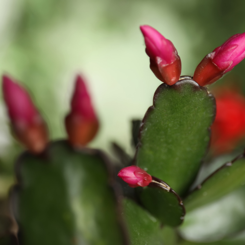 Christmas Cactus (Schlumbergera spp.)