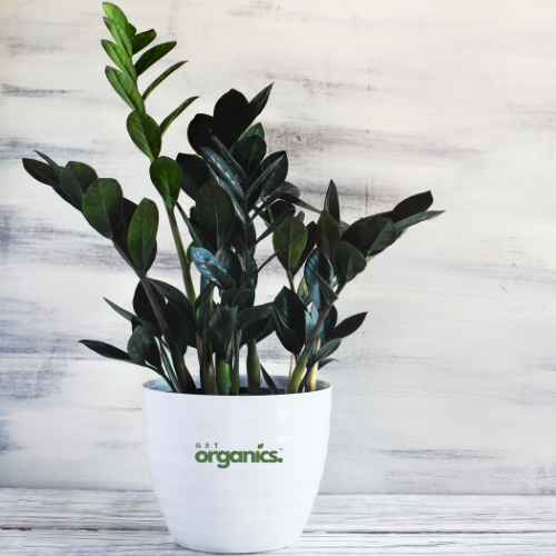 Black ZZ Plant (Zamioculcas zamiifolia 'Raven') - Large