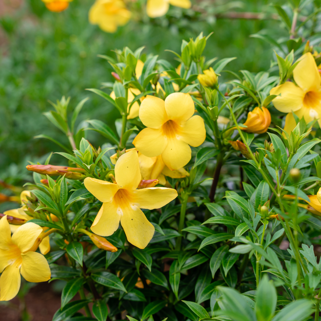 Allamanda (Allamanda cathartica) - Medium