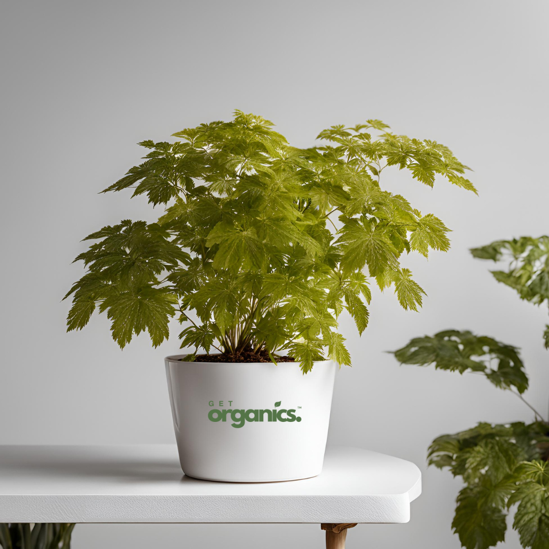 Aralia 'Golden' (Aralia Fabian or Polyscias scutellaria 'Golden') - Small