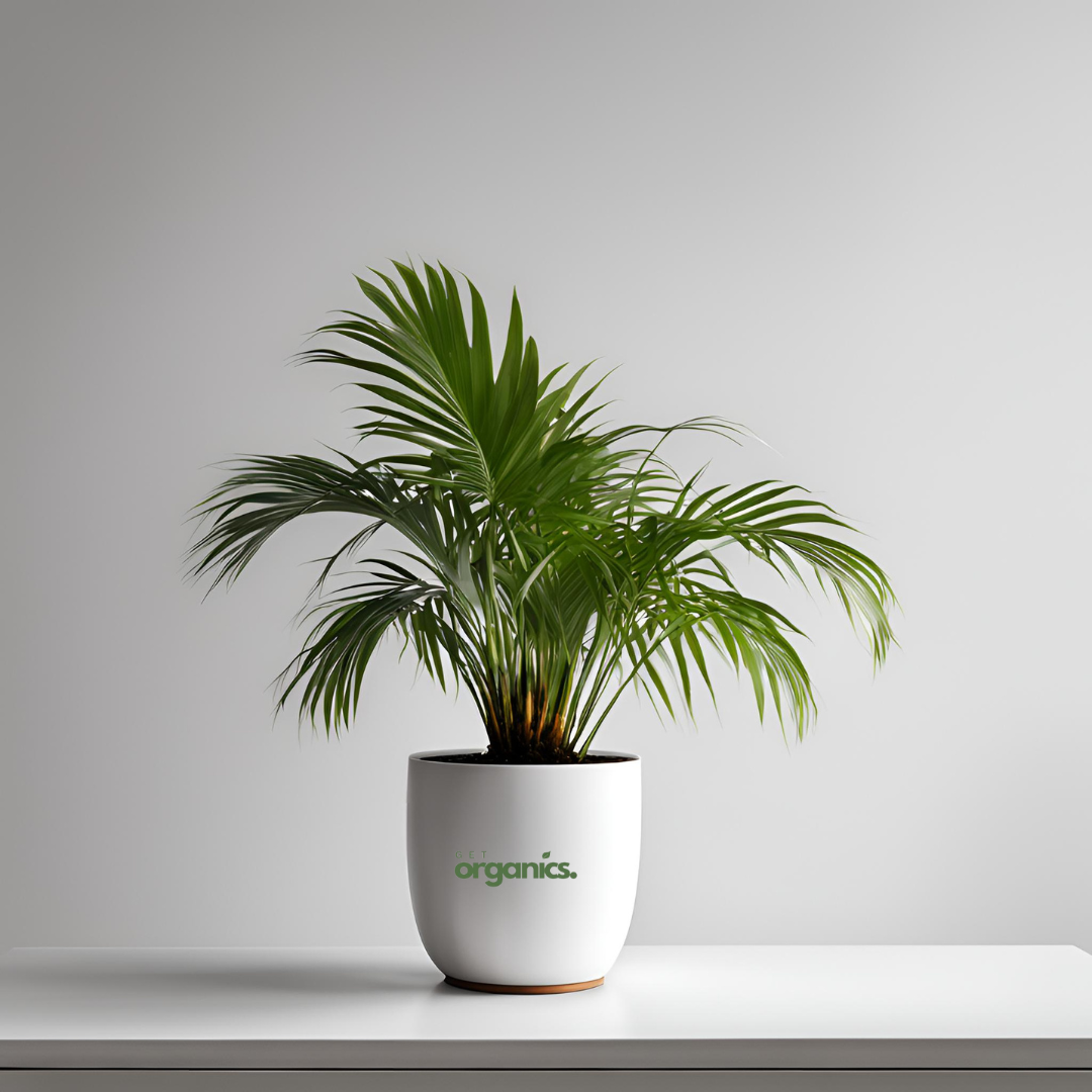 Areca Palm (Dypsis lutescens) - Large