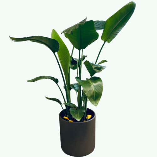 Bird of Paradise Plant (Strelitzia reginae) - Medium