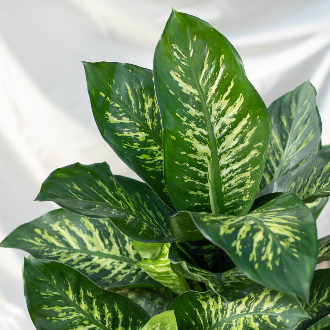 Dieffenbachia (Dumb Cane) - Large