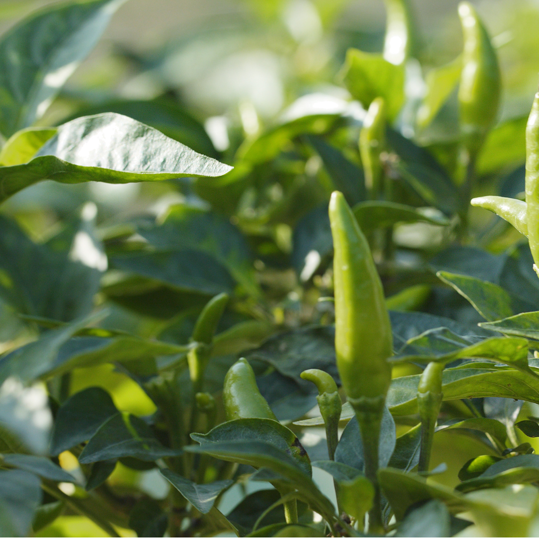 Green Chili Plant (Capsicum annuum) - Small