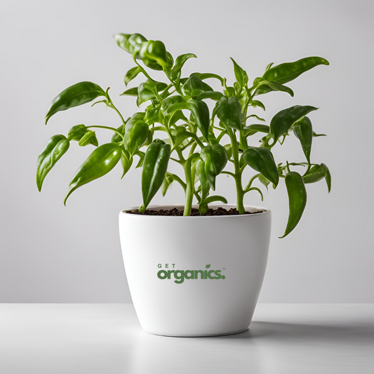 Green Chili Plant (Capsicum annuum) - Small