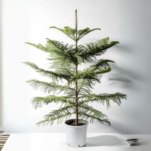 Christmas tree plant (Indian) - Medium