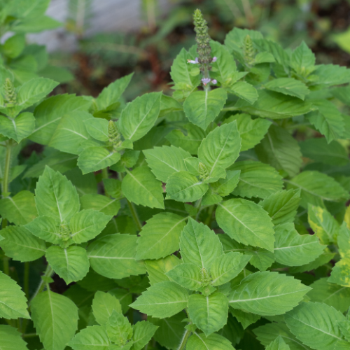 Kapoor Tulsi (Ocimum kilimandscharicum, Blue Basil)