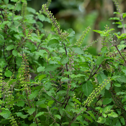 Kapoor Tulsi (Ocimum kilimandscharicum, Blue Basil)