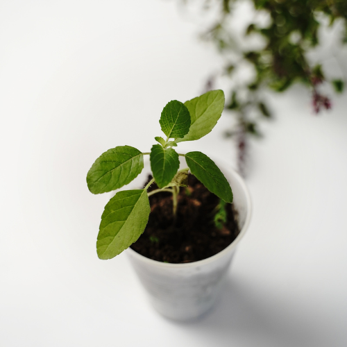 Krishna Tulsi (Ocimum tenuiflorum, Holy Basil)