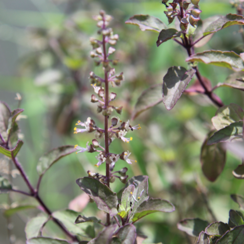 Krishna Tulsi (Ocimum tenuiflorum, Holy Basil)