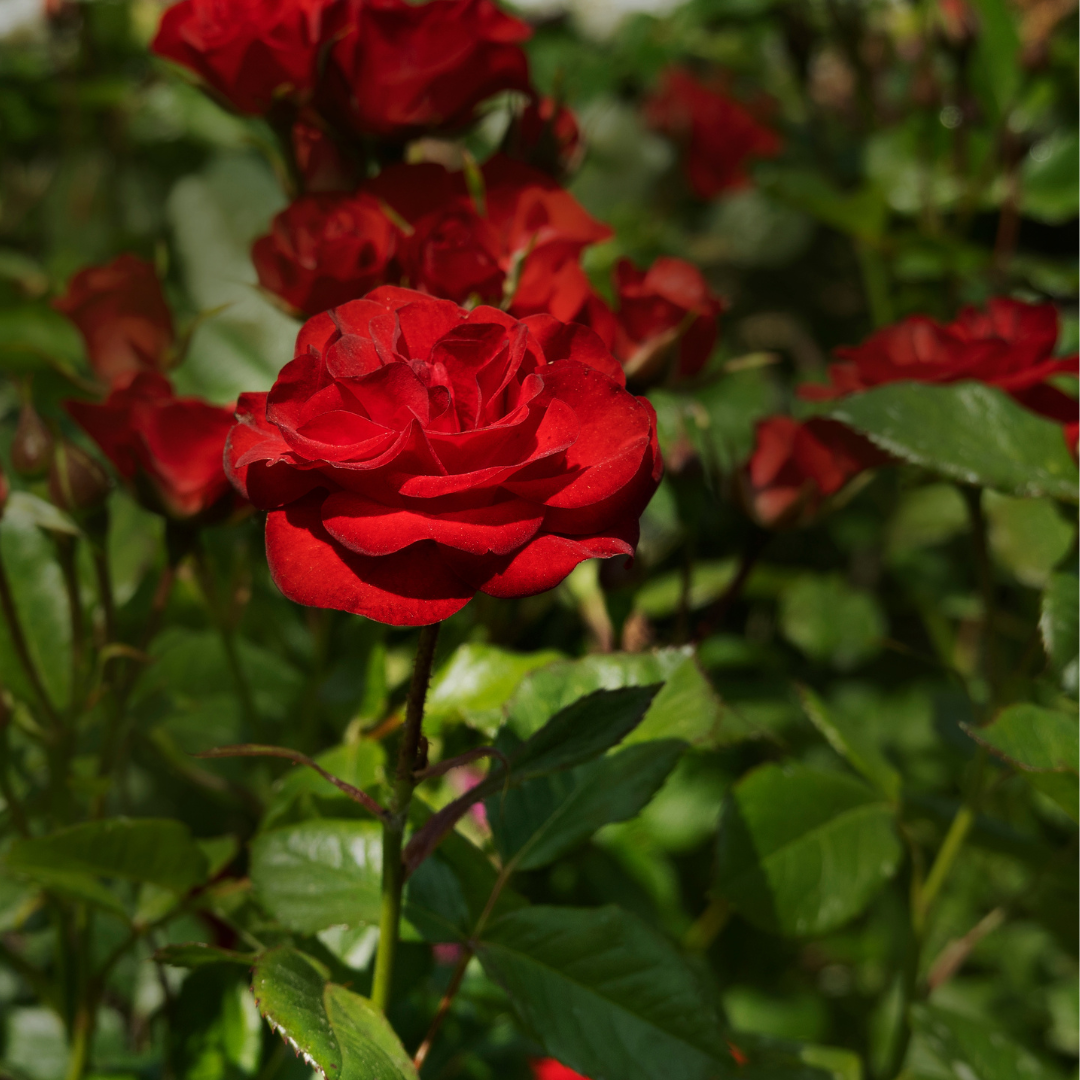 Red Rose (Rosa spp.) - Medium