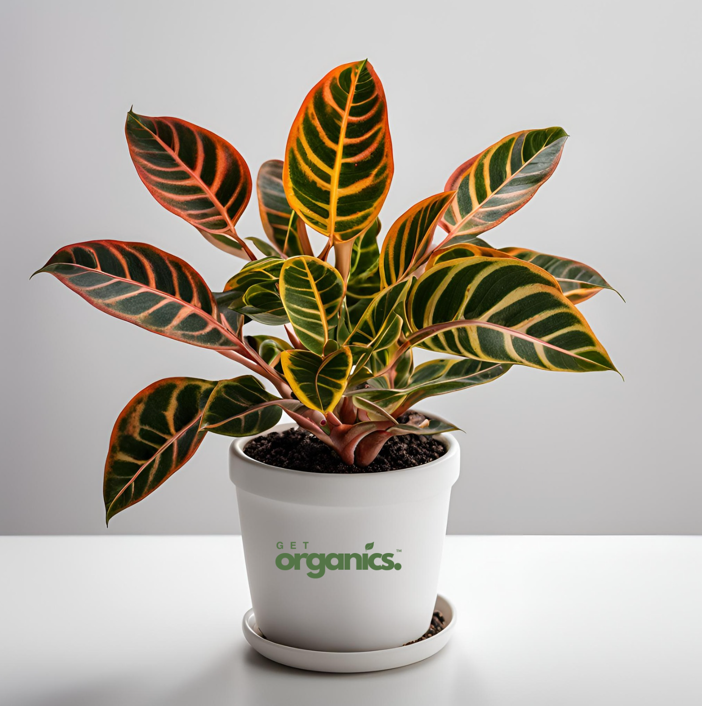 Croton Petra (Codiaeum variegatum) - Medium