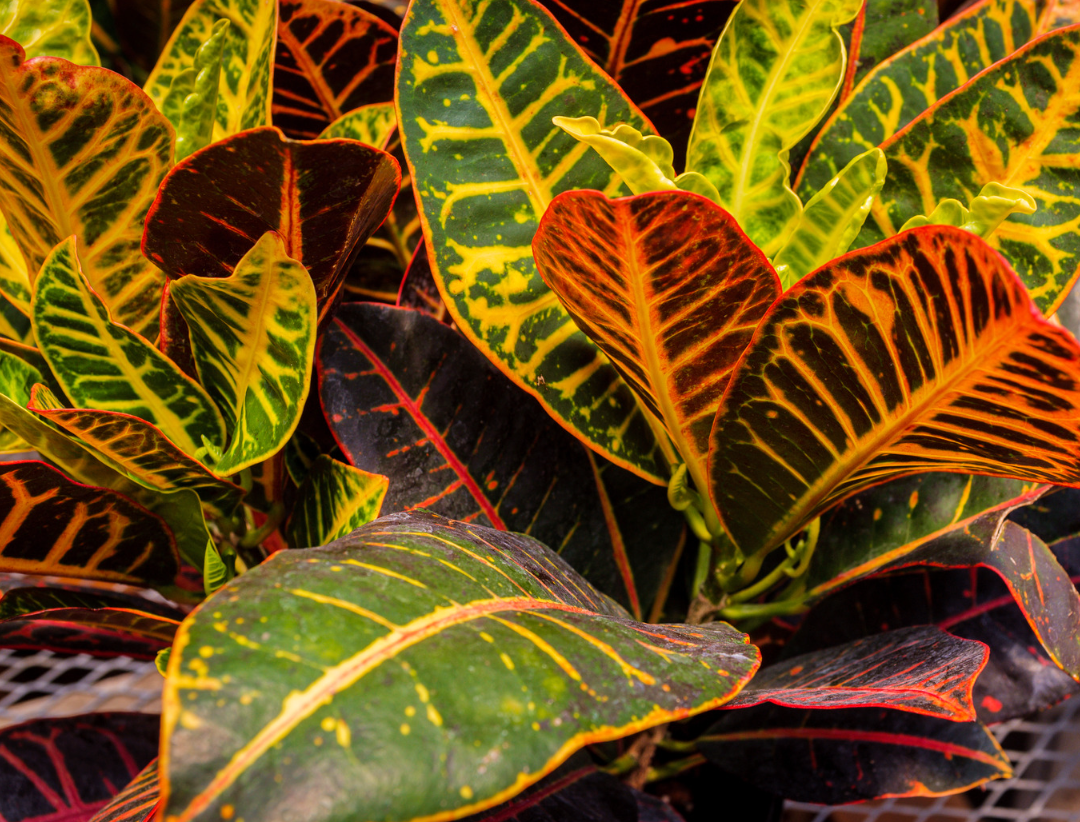 Croton Petra (Codiaeum variegatum) - Medium