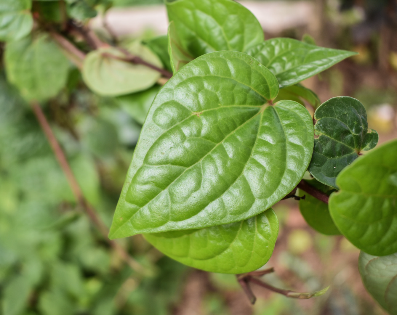 Betel (Piper betle) Magai Paan - Medium