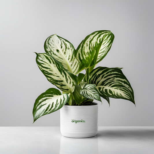 Dieffenbachia (Dumb Cane) - Large