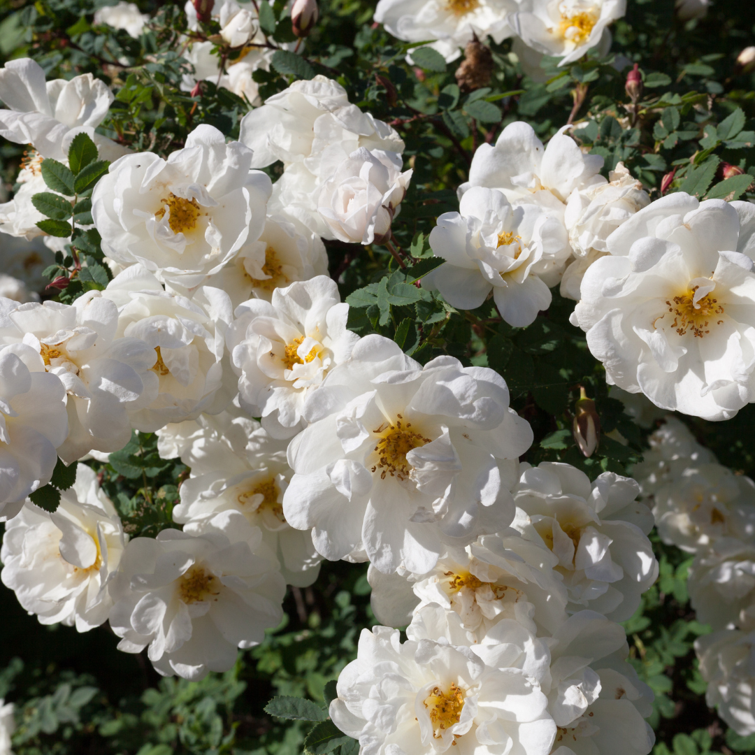 White Rose (Rosa spp.) - Small