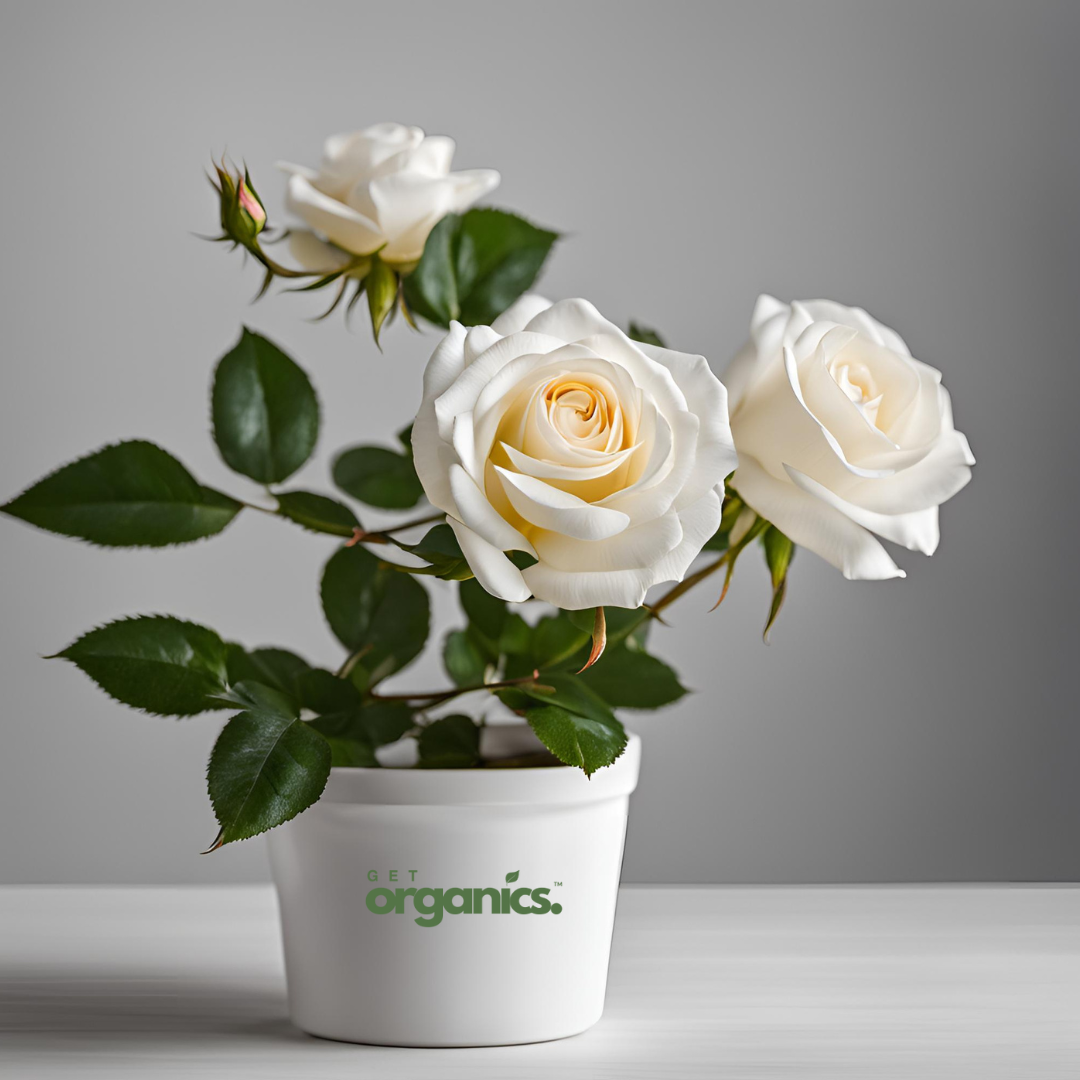 White Rose (Rosa spp.) - Small