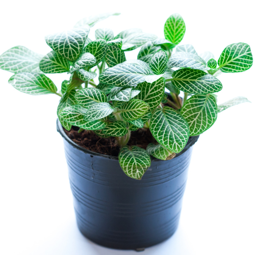 Fittonia (Nerve Plant) - Green