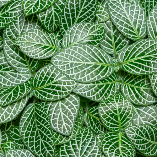 Fittonia (Nerve Plant) - Green