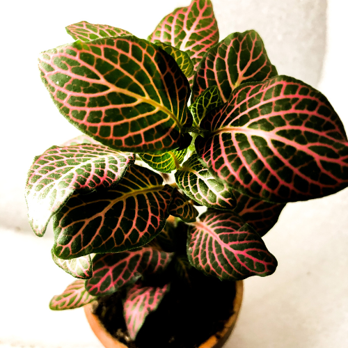 Fittonia (Nerve Plant) - Pink