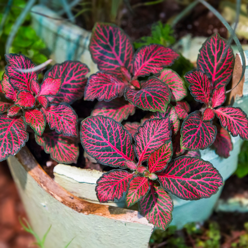 Fittonia (Nerve Plant) - Red