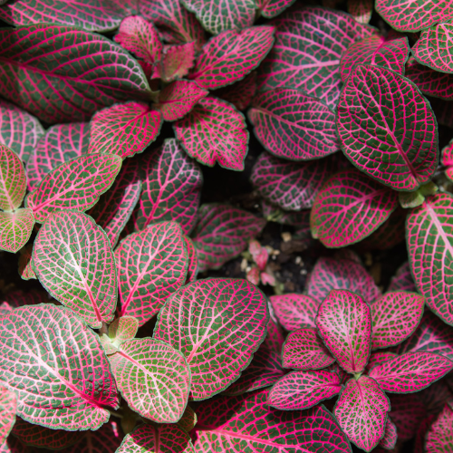 Fittonia (Nerve Plant) - Red